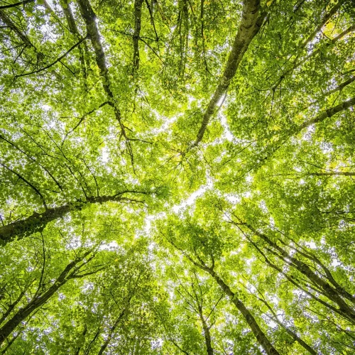 Looking up through the dense green canopy in a vibrant forest, showcasing nature's beauty.